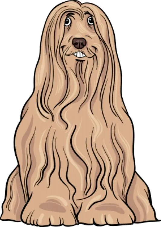 Long-haired dog resting