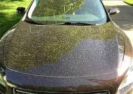 Yellow spring pollen covering a car windshield