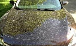 Yellow spring pollen covering a car windshield