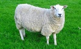 A wooly sheep standing in a field