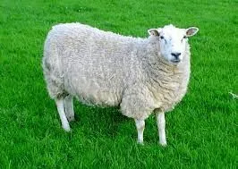 A wooly sheep standing in a field